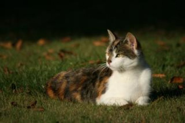 Hello Kitty cat Sanrio lying in the grass about AstroTurf Kitten